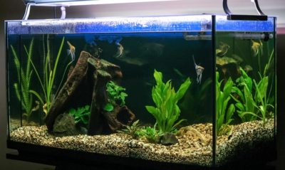 Proper PH For Freshwater Aquarium – MyWaterEarth&Sky