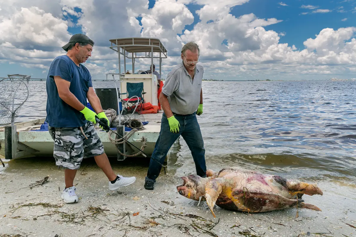 Does Red Tide Only Happen in Florida MyWaterEarth&Sky