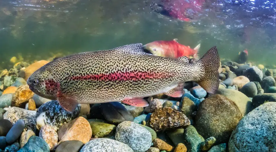 Trout Activity Water Temperature Trout Optimal Water Temperature MyWaterEarth&Sky