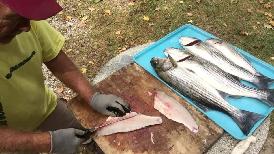 are-striped-bass-good-to-eat-2024-atlantic-hurricane-season-noaa